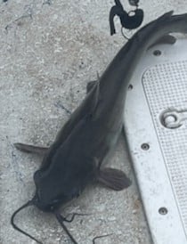 Blue Catfish Fishing in Briarcliff, Texas