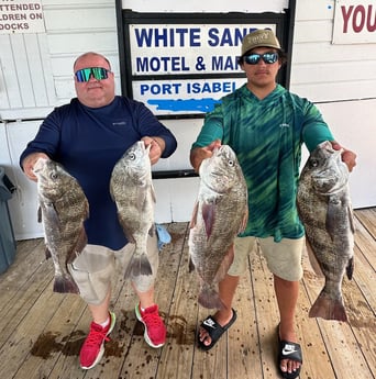 Black Drum Fishing in Port Isabel, Texas