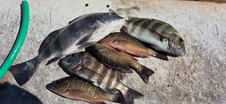 Fishing in Naples, Florida