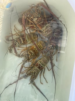 Fishing in Key West, Florida