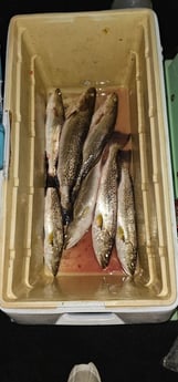 Speckled Trout Fishing in Port Isabel, Texas