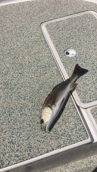 Fishing in St. Petersburg, Florida