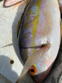Fishing in Marathon, Florida