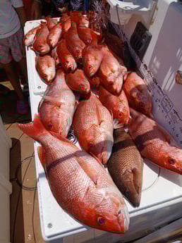 Fishing in Pensacola, Florida