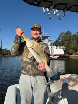 Black Drum Fishing in