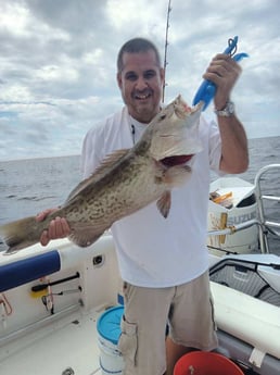 Gag Grouper Fishing in Clearwater, Florida