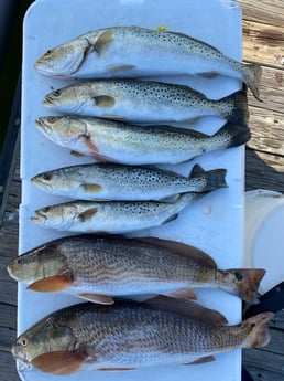Speckled Trout / Spotted Seatrout fishing in Hudson, Florida