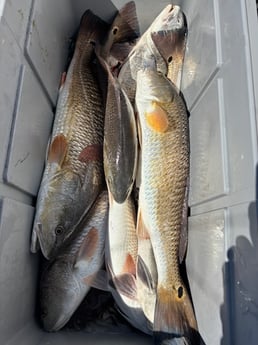 Fishing in Ingleside, Texas