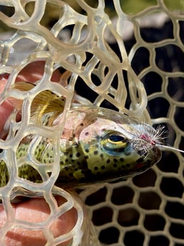 Fishing in Hume, California