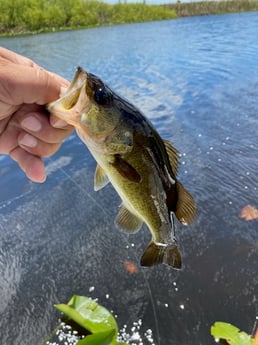 Fishing in Pembroke Pines, Florida