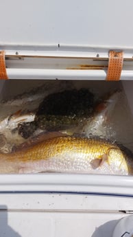 Flounder, Redfish Fishing in Saint Bernard, Louisiana