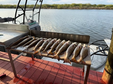 Fishing in Rio Hondo, Texas