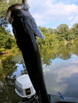 Largemouth Bass Fishing in Holmes Beach, Florida