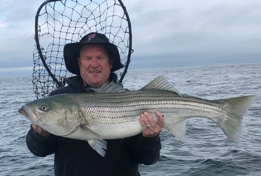 Striped Bass fishing in Barnstable, Massachusetts