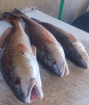 Fishing in Port Orange, Florida