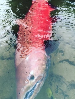 Sockeye Salmon Fishing in Talkeetna, Alaska