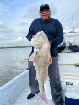 Black Drum Fishing in Surfside Beach, Texas