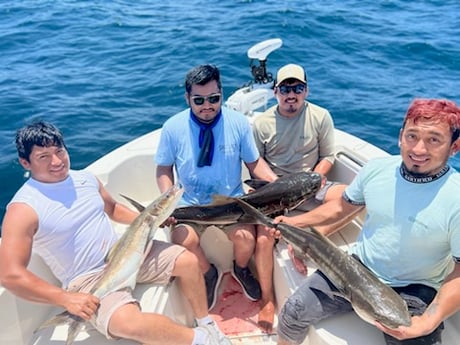 Cobia Fishing in Mount Pleasant, South Carolina