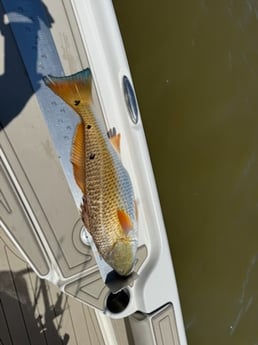 Fishing in Buras, Louisiana