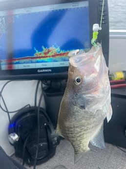 Fishing in Montgomery, Alabama