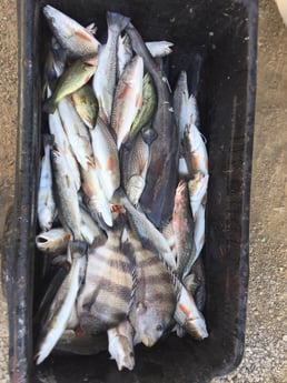 Redfish, Sheepshead, Smallmouth Bass, Speckled Trout / Spotted Seatrout Fishing in Venice, Louisiana