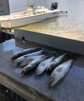 Speckled Trout Fishing in Cedar Key, Florida
