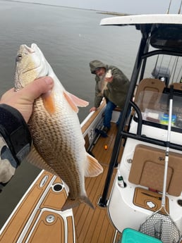 Redfish Fishing in Yscloskey, Louisiana