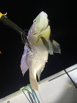 Fishing in Pembroke Pines, Florida