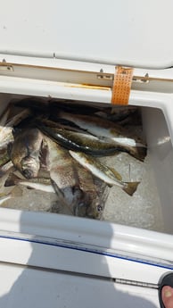 Black Drum, Speckled Trout Fishing in Saint Bernard, Louisiana