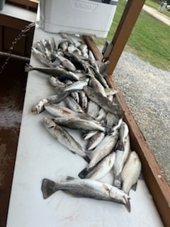 Speckled Trout Fishing in Boothville-Venice, Louisiana