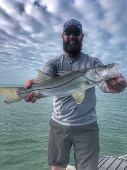 Snook fishing in Cudjoe Key, Florida