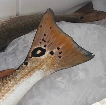 Redfish Fishing in Port O'Connor, Texas