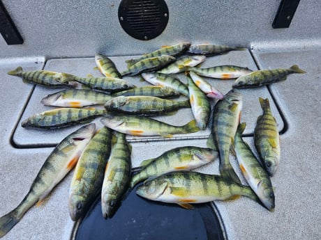 Perch Fishing in