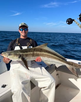 Amberjack Fishing in Sarasota, Florida