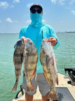 Black Drum Fishing in Port Isabel, Texas
