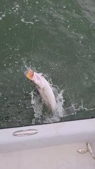 Speckled Trout Fishing in Port O&#039;Connor, Texas