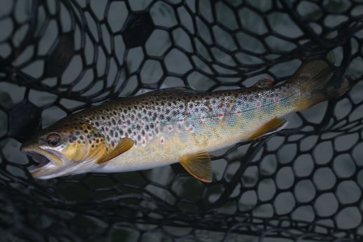 Brown Trout fishing in Johnson City, Tennessee