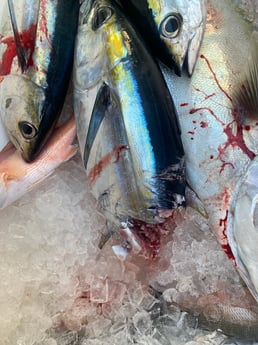 Fishing in Key West, Florida