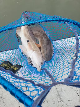 Redfish Fishing in Port O'Connor, Texas