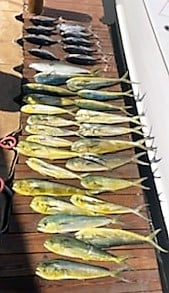 Mahi Mahi / Dorado Fishing in Islamorada, Florida