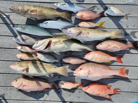 Gag Grouper, Spanish Mackerel, Yellowtail Amberjack Fishing in Clearwater, Florida