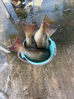 Fishing in Tampa, Florida