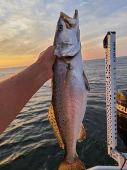 Speckled Trout Fishing in Port O&#039;Connor, Texas