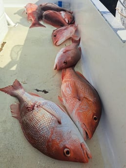 Fishing in Panama City Beach, Florida