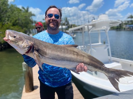 Cobia fishing in Placida, Florida