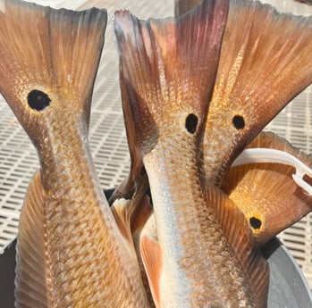 Fishing in South Padre Island, Texas