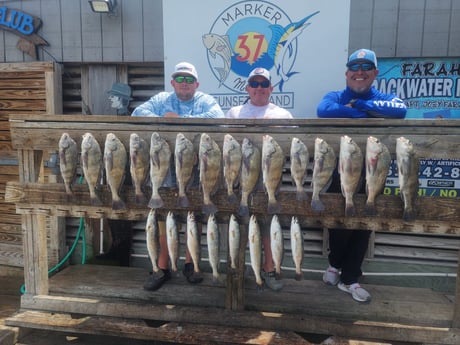 Black Drum, Speckled Trout Fishing in