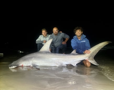 Hammerhead Shark Fishing in Corpus Christi, Texas