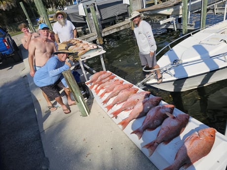 Red Snapper, Yellowtail Snapper Fishing in St. Petersburg, Florida