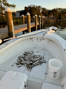 Speckled Trout Fishing in